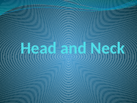 Head and Neck (1).pptx